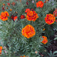 Marigold Seeds - (Tagetes spp.) - 100+ Seeds
