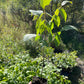 Manitoba Black Walnut (Juglans nigra)