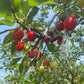Evans Cherry Seeds (Prunus cerasus)  - Cold Hardy Cherry Tree - (Zone 3) - 12 Seeds
