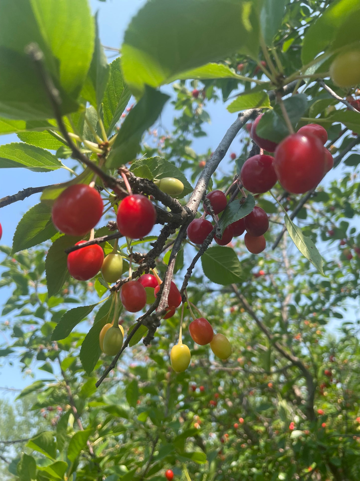 Evans Cherry Seeds (Prunus cerasus)  - Cold Hardy Cherry Tree - (Zone 3) - 12 Seeds