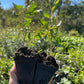 Sauce rizado (Salix sp.) - Zona 4/5