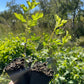 Jeanne Gooseberry (Ribes uva-crispa ‘Jeanne’) - Zone 3