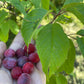 American Wild Plum Seeds (Prunus americana) - Zone 3 - 15 Seeds