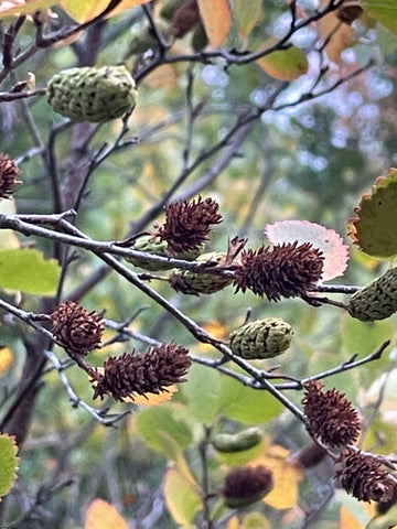 Semillas de Abedul Rojo (Betula occidentalis) - Más de 500 semillas