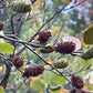 Red Birch (Betula nigra)