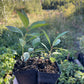 New Oka Cherry Plum (Prunus besseyi x Prunus salicina)