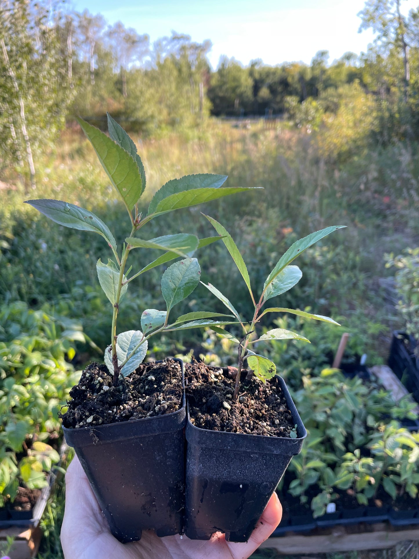 New Oka Cherry Plum (Prunus tomentosa x Prunus salicina 'New Oka')