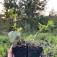 Grosella espinosa morada (Ribes sp.)