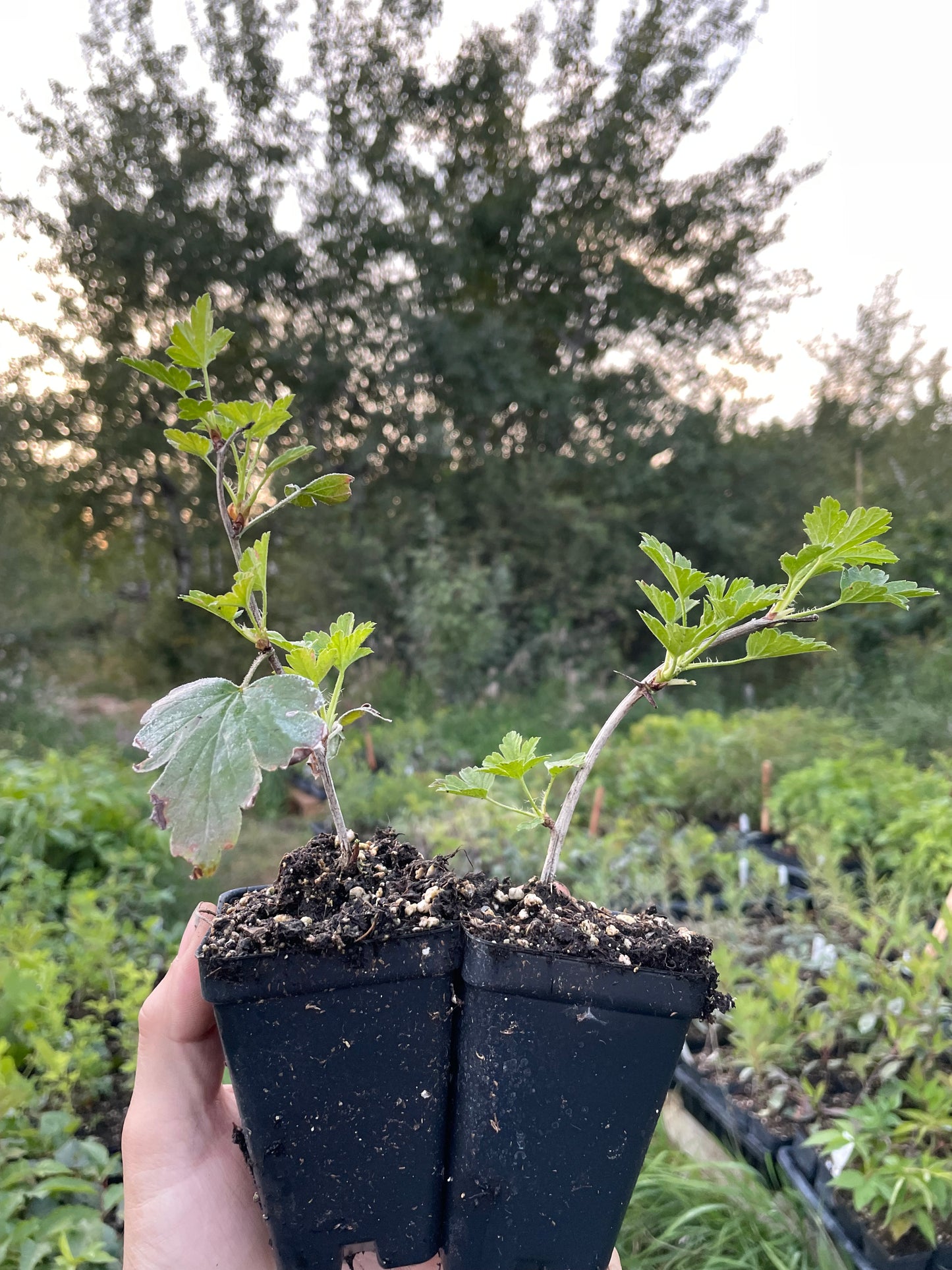 Purple Gooseberry (Ribes sp.)