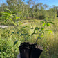 Ranch Elderberry