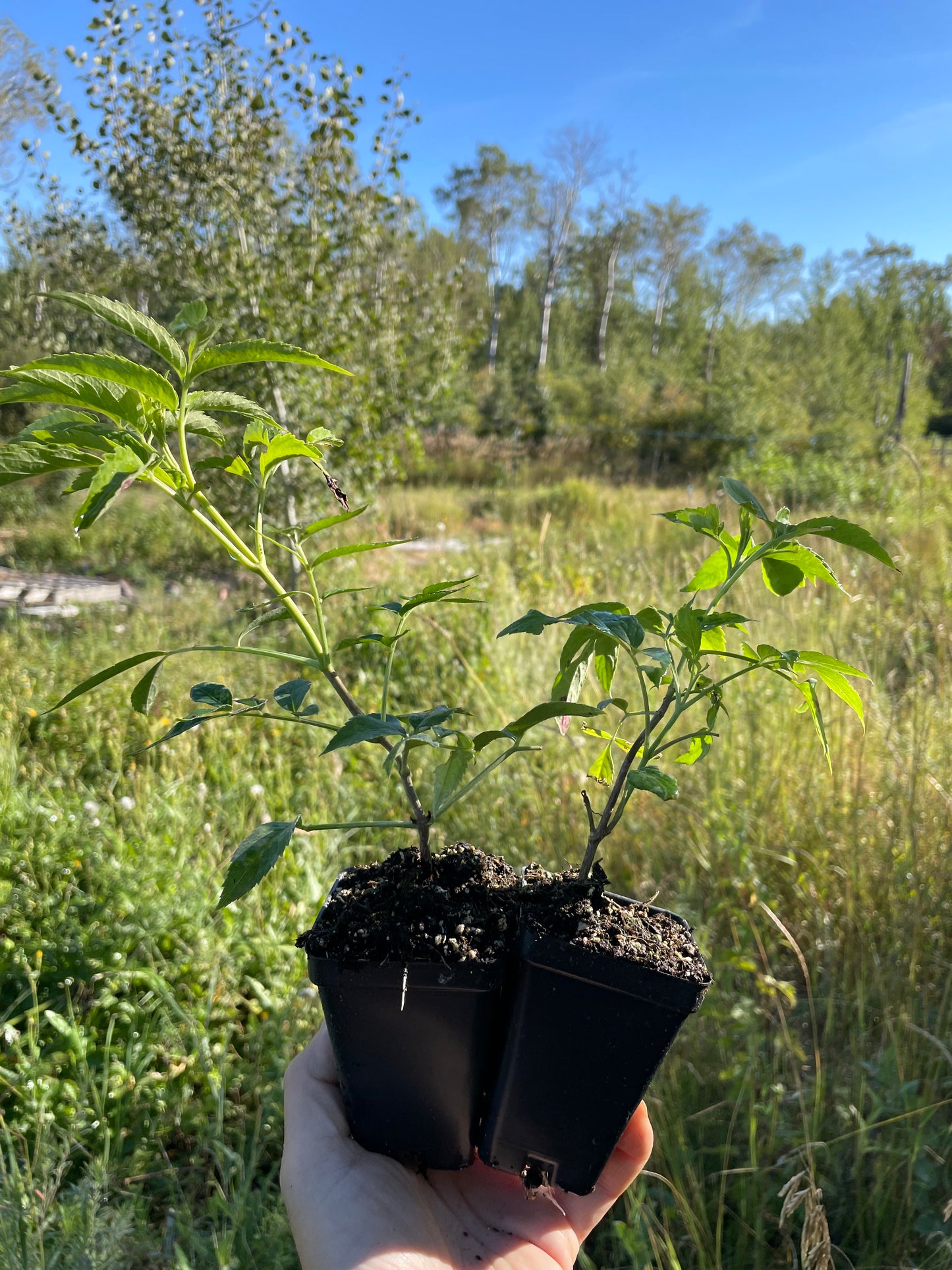 Ranch Elderberry (Sambucus canadensis ‘Ranch’)