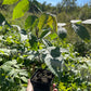 Manitoba Butternut (Juglans cinerea)