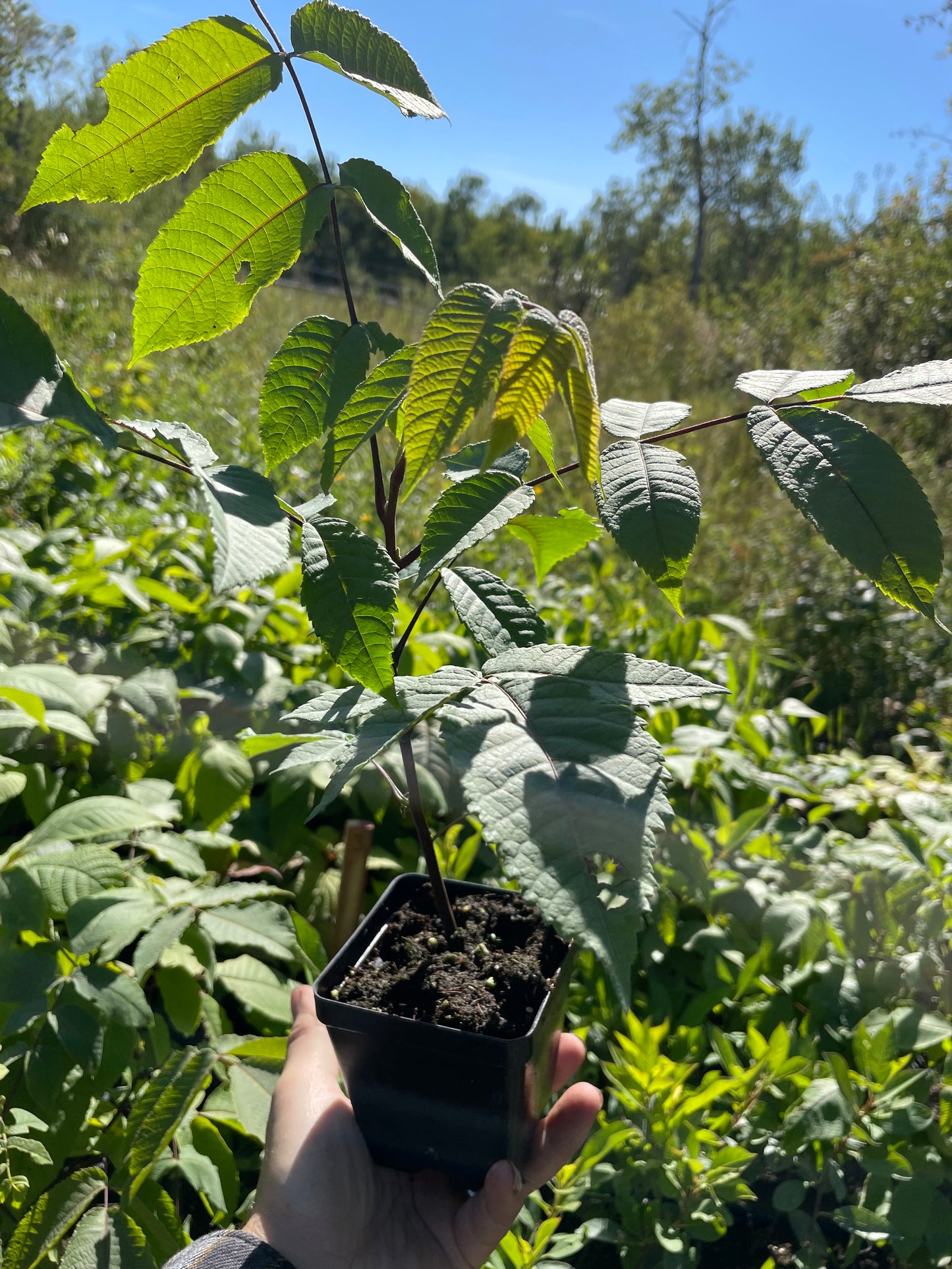 Árboles de nogal blanco (Juglans cinerea)