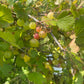 Grosella espinosa (Ribes sp.) - Planta perenne - Arbusto de bayas - Zona 3 - Más de 50 semillas
