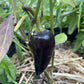 Czech Black Pepper - Pepper Seeds - Heirloom Hot Pepper - 10+ Seeds