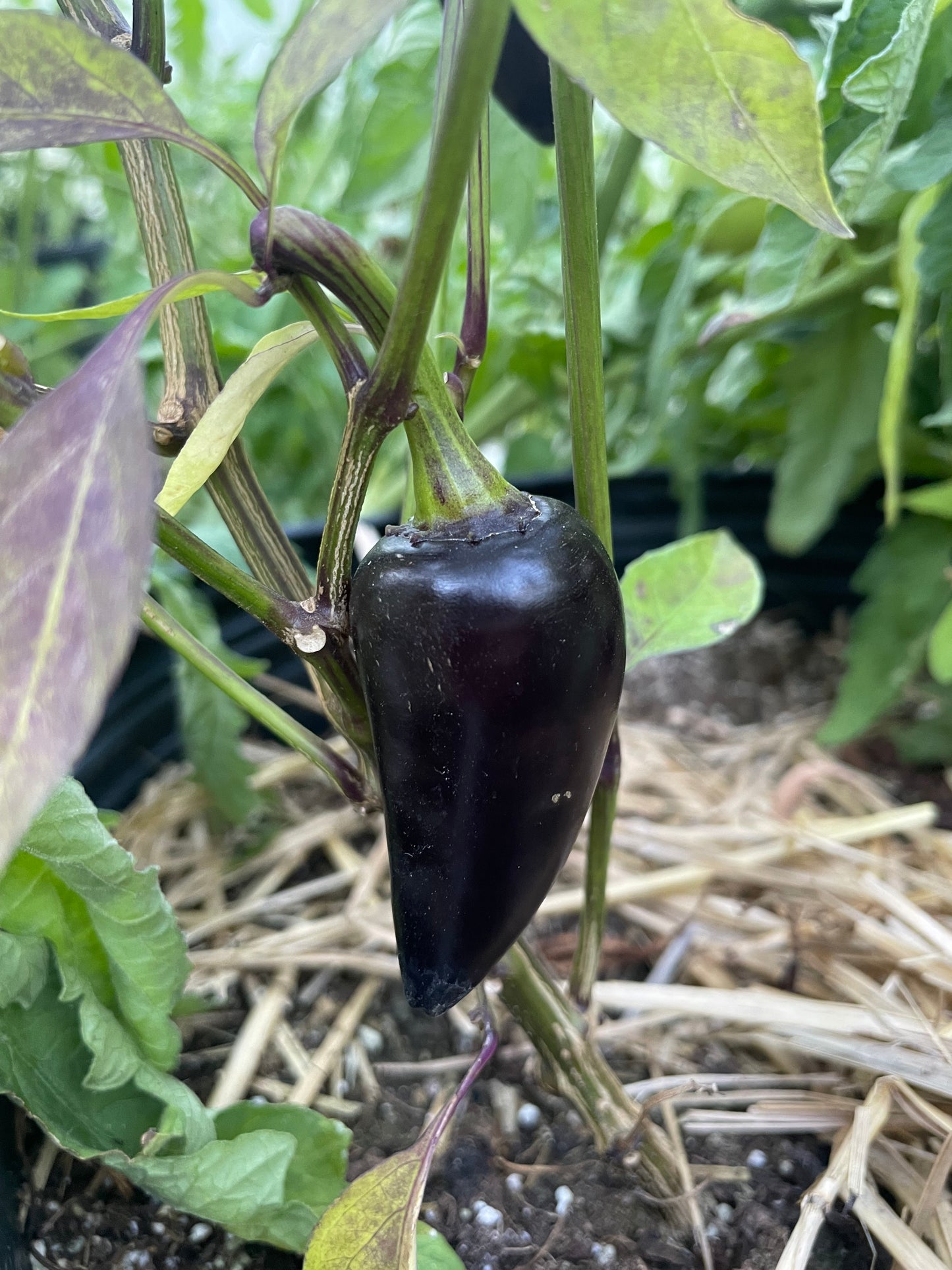 Semillas de pimienta negra checa - Pimiento picante tradicional - Más de 10 semillas