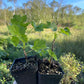 Jostaberry (Ribes x nidigrolaria 'Josta')