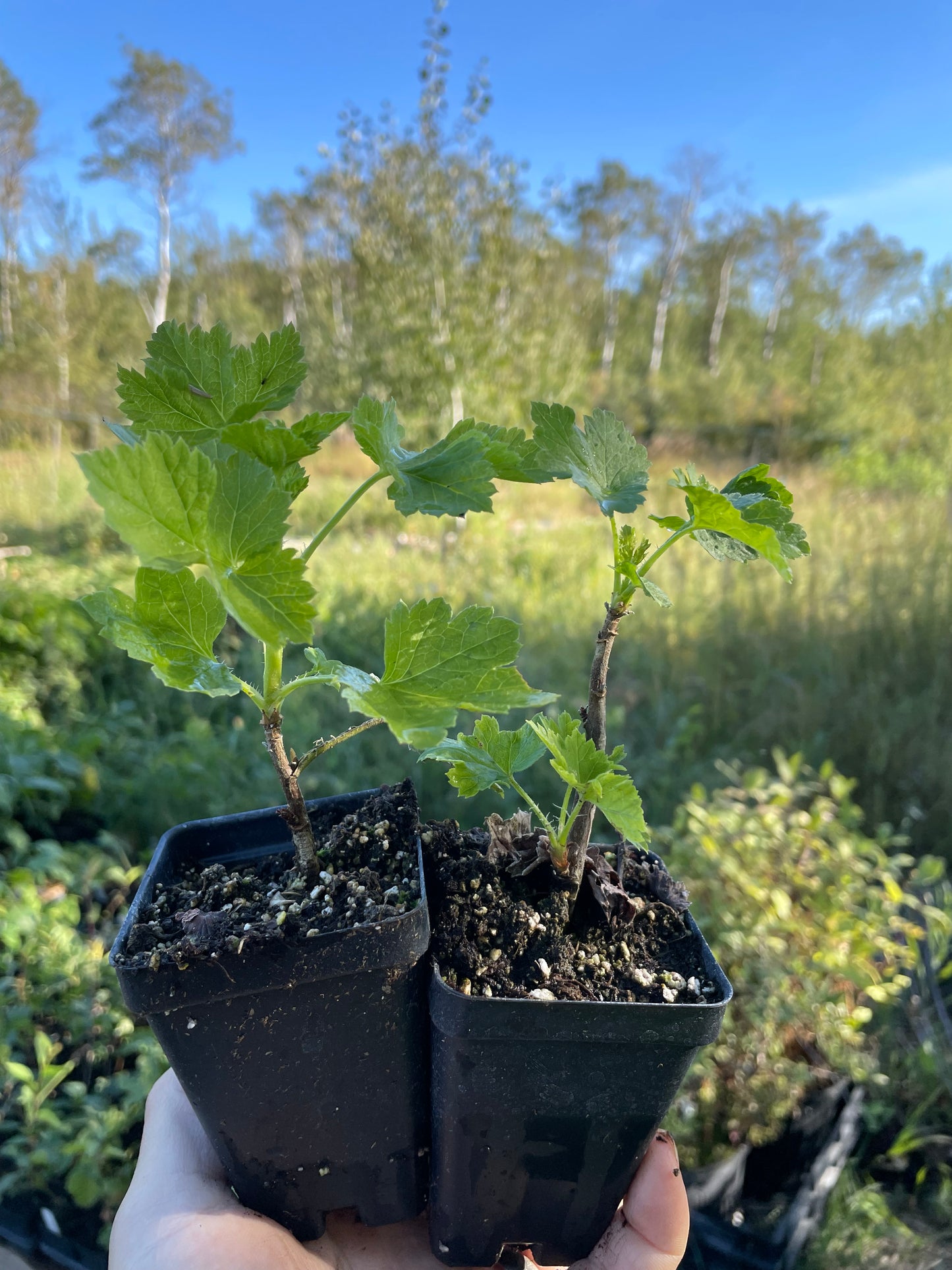 Baie de Josta (Ribes x nidigrolaria 'Josta')