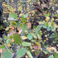 Graines de bouleau rouge (Betula occidentalis) - 500+ graines