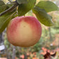 Rosybrook Apple Tree