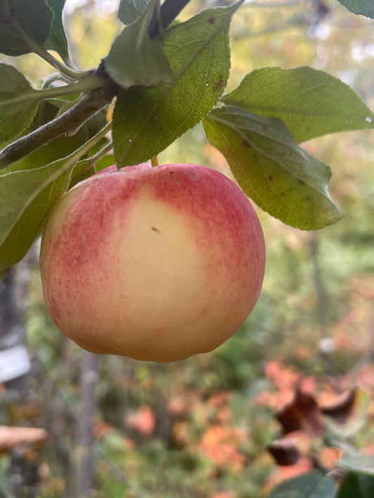 Rosybrook Apple Tree