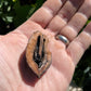 Manitoba Butternut (Juglans cinerea)