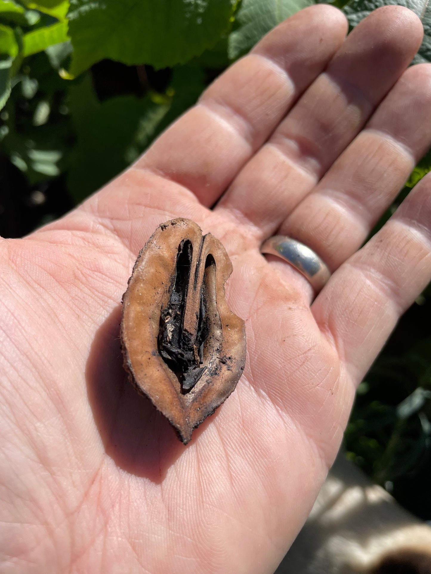 Árboles de nogal blanco (Juglans cinerea)