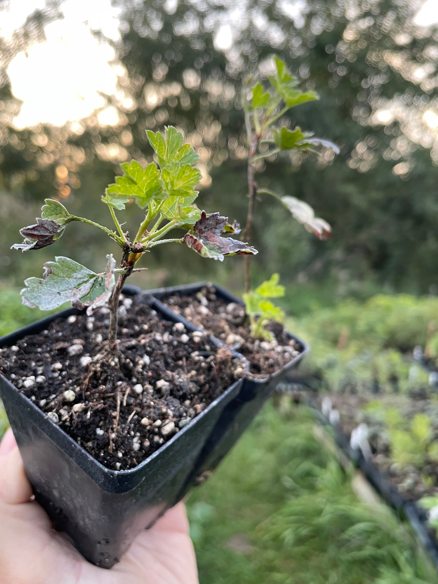 Hinnomaki Yellow Gooseberry (Ribes uva-crispa 'Hinnomaki Yellow')