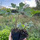Red Lake Currant (Ribes rubrum ‘Red Lake’)