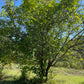 American Wild Plum Seeds (Prunus americana) - Zone 3 - 15 Seeds