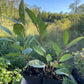 Opata Cherry Plum (Prunus salicina x Prunus besseyi 'Opata')