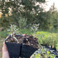 Pollmix Argousier (Hippophae rhamnoides 'Pollmix') - Pollinisateur mâle