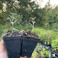 Pollmix Argousier (Hippophae rhamnoides 'Pollmix') - Pollinisateur mâle