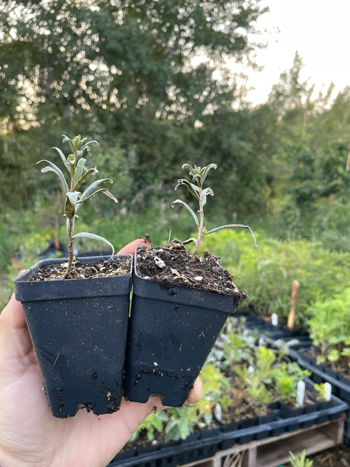 Pollmix Sea Buckthorn (Hippophae rhamnoides 'Pollmix') - Male Pollinator