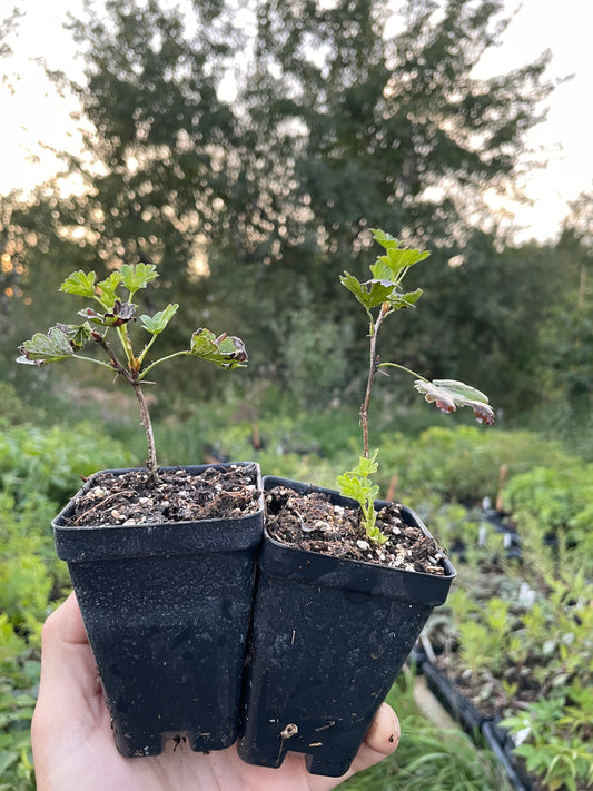 Hinnomaki Yellow Gooseberry (Ribes uva-crispa 'Hinnomaki Yellow')