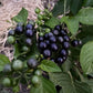 Airelle des jardins (Solanum melanocerasum) (genre tomate) - 50+ graines