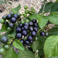 Airelle des jardins (Solanum melanocerasum) (genre tomate) - 50+ graines