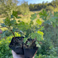 Grosella de clavo (Ribes odoratum)