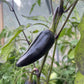 Czech Black Pepper - Pepper Seeds - Heirloom Hot Pepper - 10+ Seeds