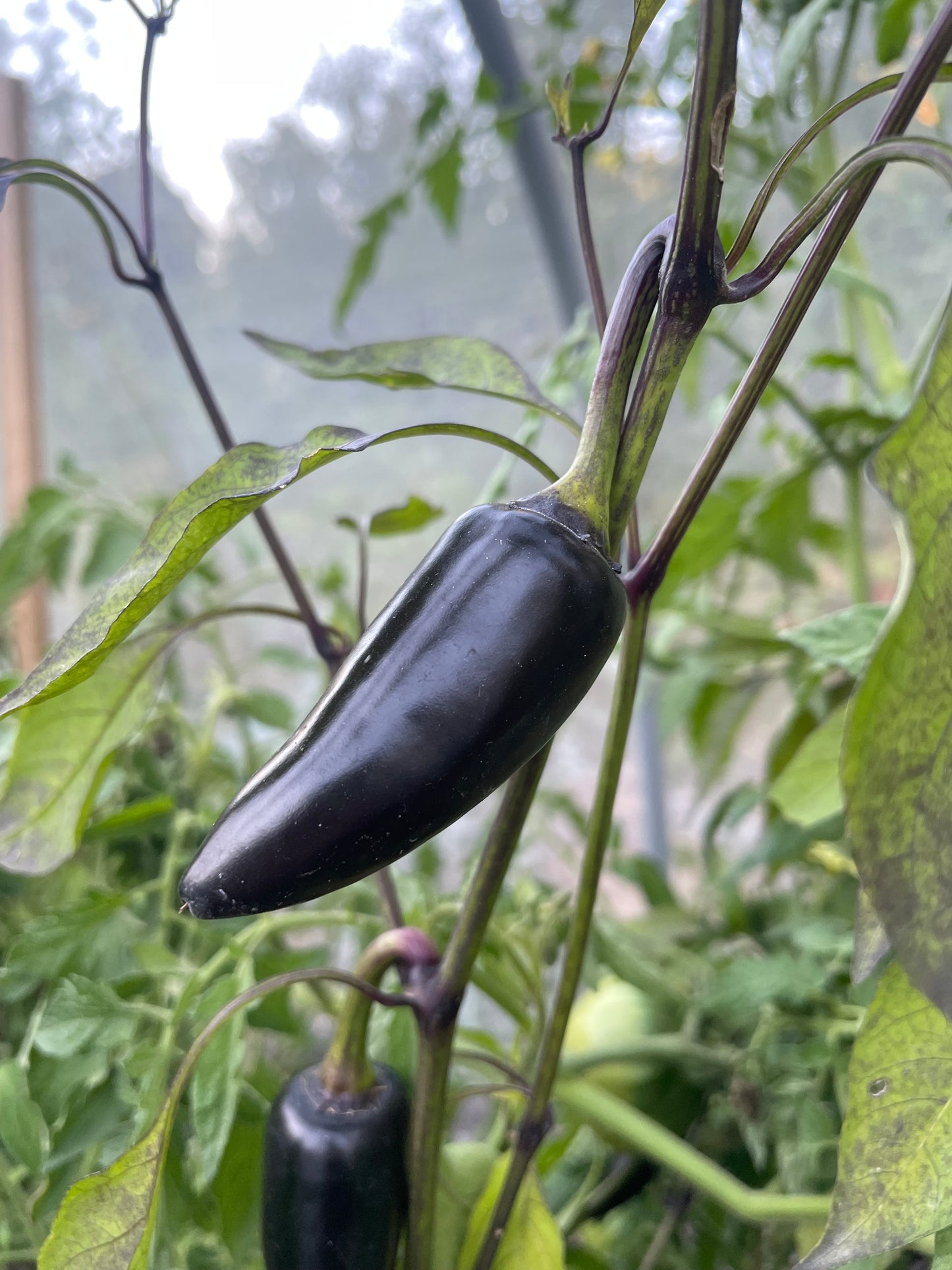 Czech Black - Pepper Seeds - Heirloom Hot Pepper - 10+ Seeds