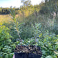 Pollmix Argousier (Hippophae rhamnoides 'Pollmix') - Pollinisateur mâle