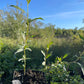 Pussy Willow (Salix discolor)
