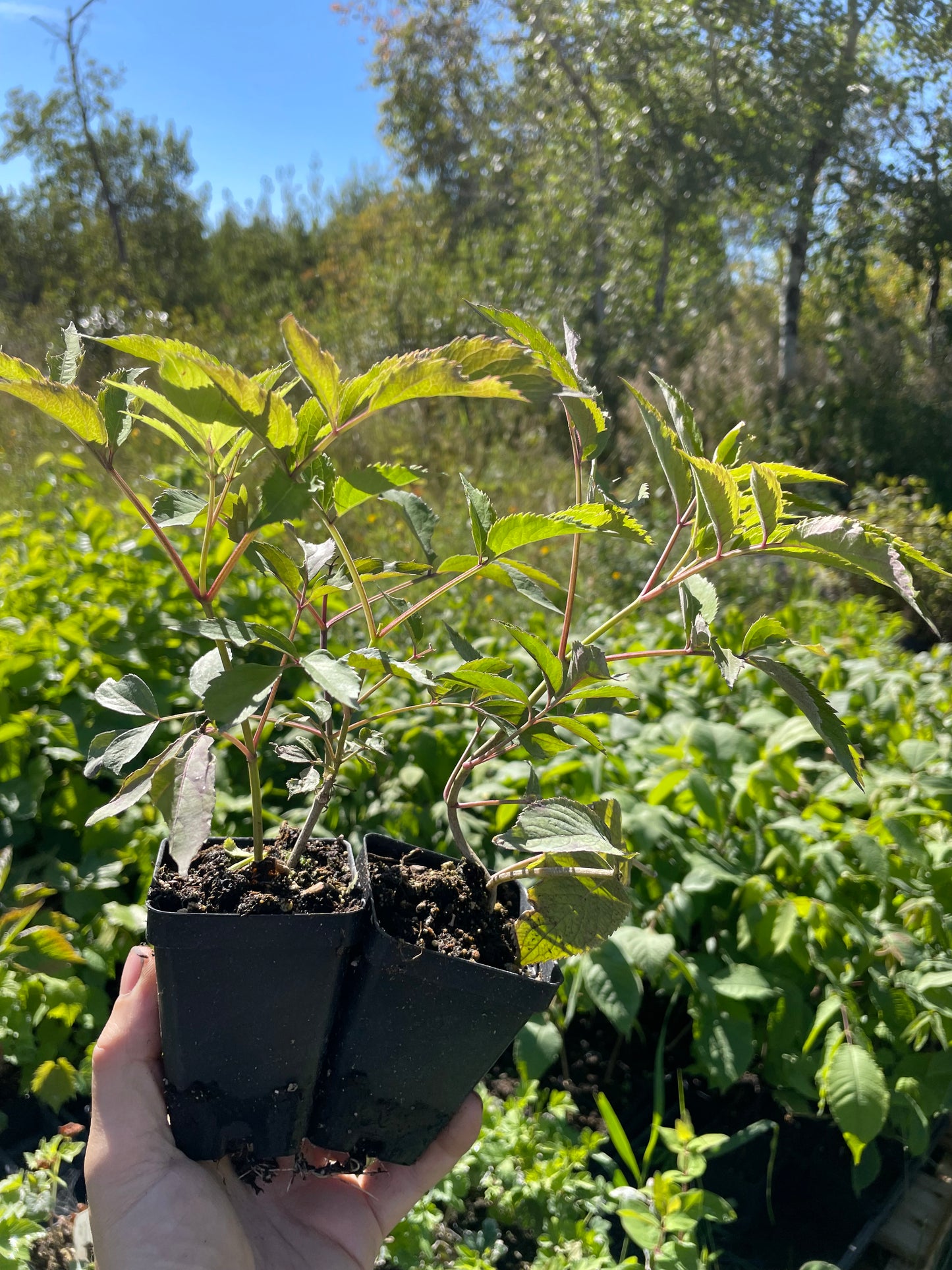 Magnolia Hill Elderberry (Sambucus canadensis ‘Magnolia Hill’) - Zone 3