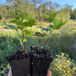 Jonkheer van Tets Red Currant (Ribes rubrum ‘Jonkheer van Tets’)