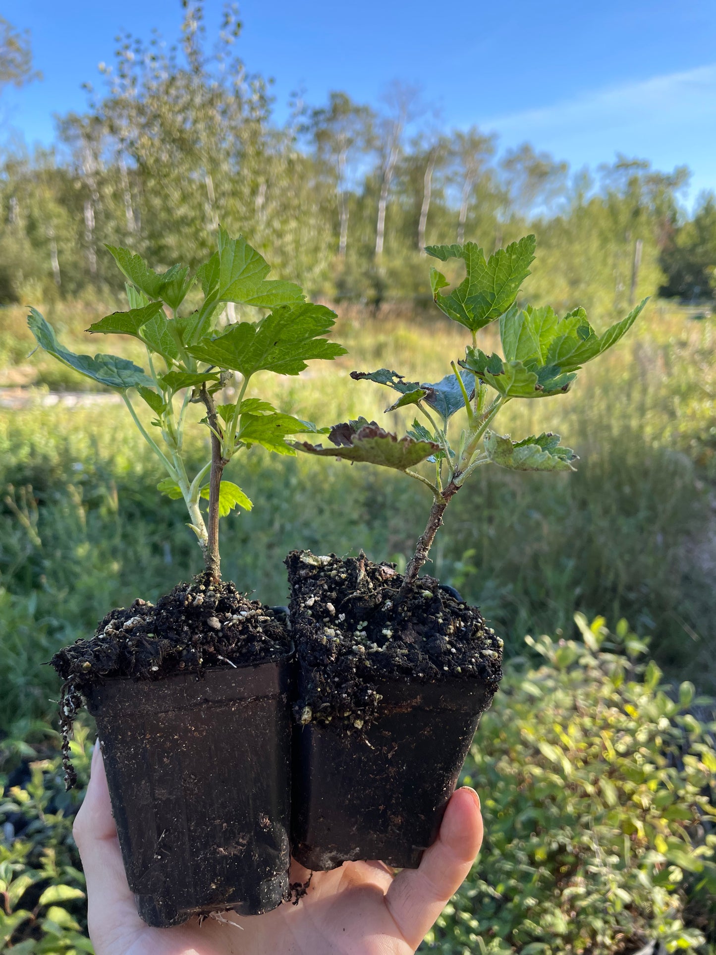 Groseille Jonkheer van Tets (Ribes rubrum 'Jonkheer van Tets')