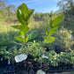 Viking Chokeberry (Aronia melanocarpa ‘Viking’)