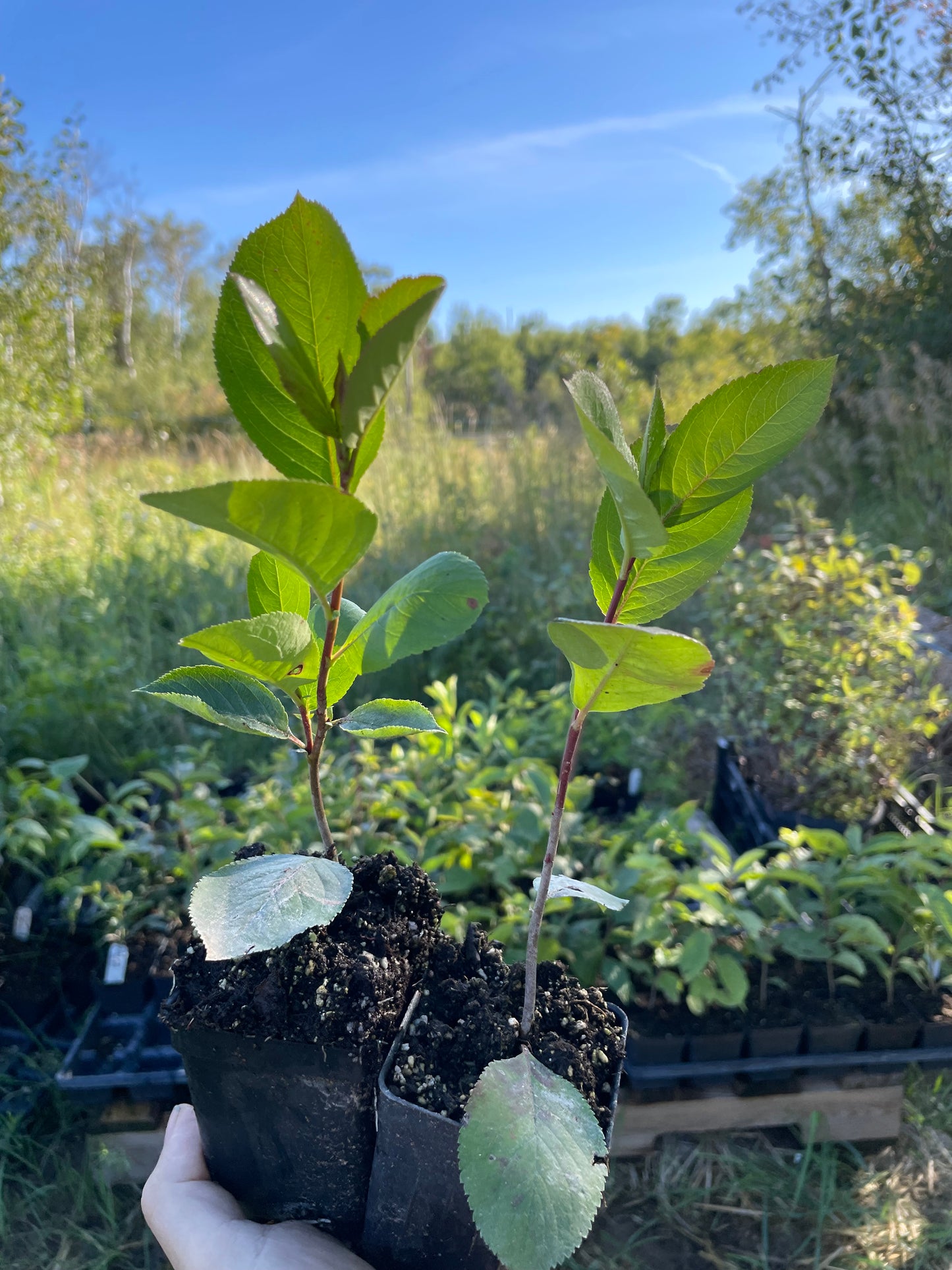 Viking Chokeberry (Aronia melanocarpa ‘Viking’)