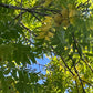 Manitoba Black Walnut (Juglans nigra)
