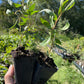 Sauce rizado (Salix sp.) - Zona 4/5