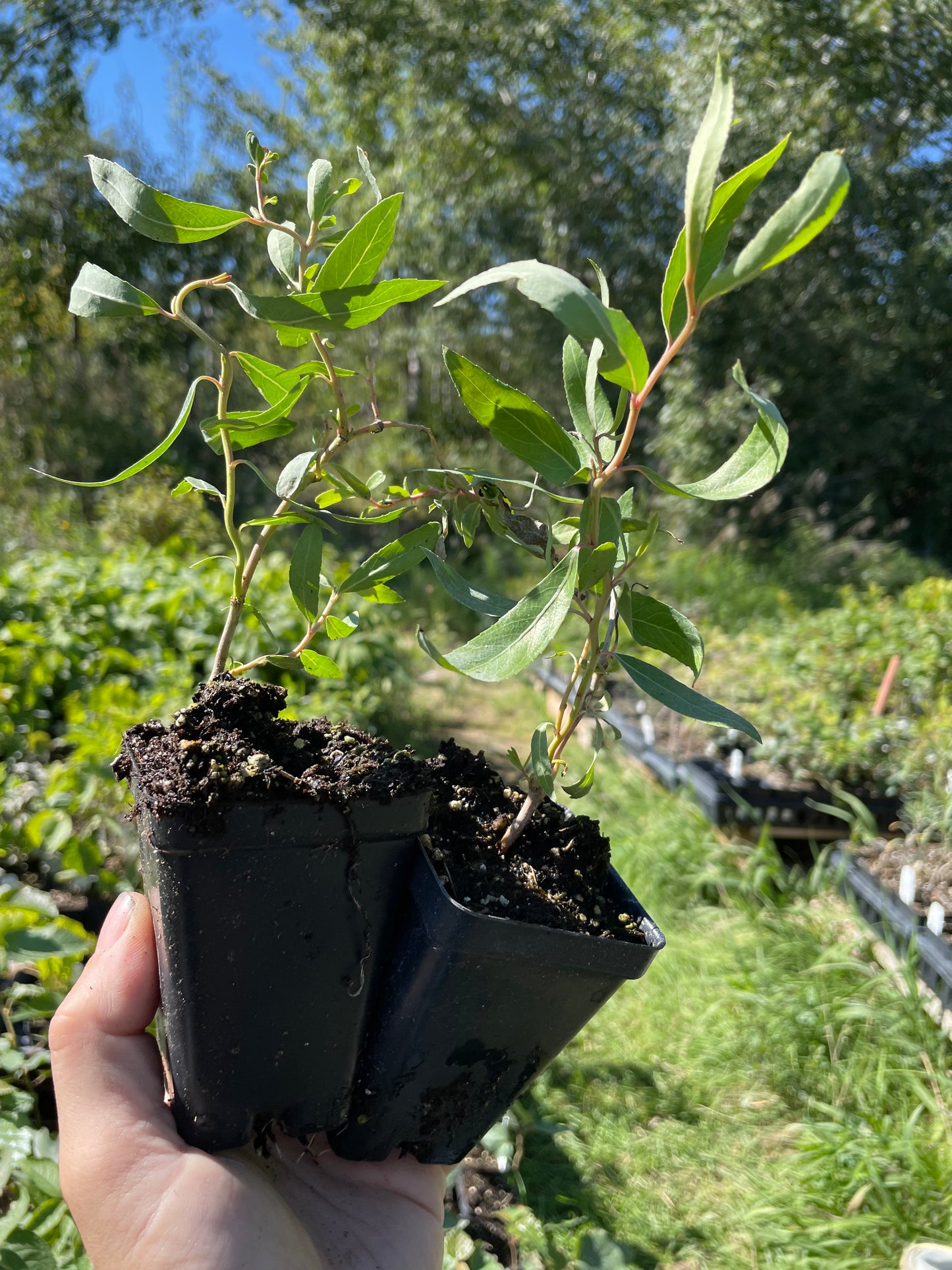 Curly Willow (Salix sp.) - Zone 4/5